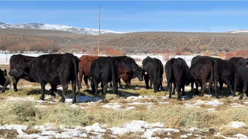 Cp317A5 hardworking, low-input cows ready to calve and ship by May